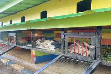 Kelinci Bhakti Alam Pasuruan