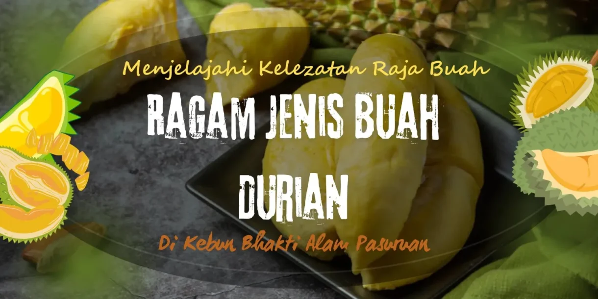 Menjelajahi Kelezatan Raja Buah Ragam Jenis Buah Durian Di Kebun Bhakti Alam Pasuruan