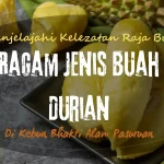 Menjelajahi Kelezatan Raja Buah Ragam Jenis Buah Durian Di Kebun Bhakti Alam Pasuruan