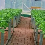 Teknologi NFT vs DFT Bhakti Alam